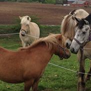 Shetlænder Vestbjergs Trikka