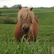 Shetlænder Vestbjergs Trikka