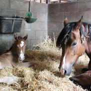 Welsh Cob (sec D) Tekens Zia 