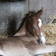 Welsh Cob (sec D) Tekens Zia 