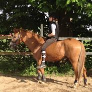 Anden særlig race Surprice *Suppe*