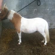 Anden særlig race El Poco *MIKROHEST* SOLGT