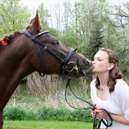 New Forest Marco Kohave *B-PONY*