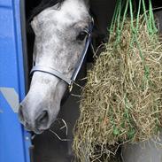 Arabisk fuldblod (OX) rih