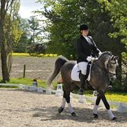 Arabisk fuldblod (OX) rih