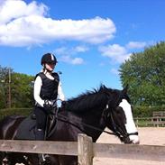 Irish Cob Robin