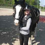 Irish Cob Robin