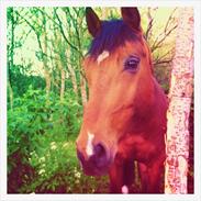 Anden særlig race Spraitas - solgt