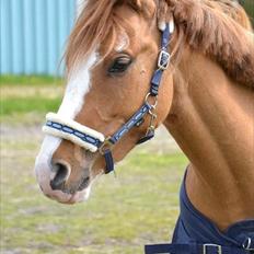 DSP Wissinggaards Dornik Special<3