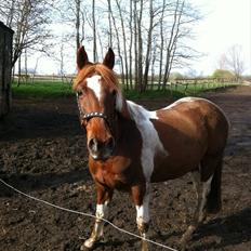 Anden særlig race La Piñata