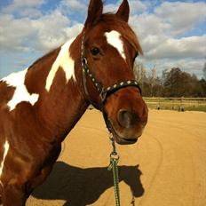 Anden særlig race La Piñata