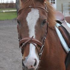 DSP drusbjergs Bonni *.Bonnimussen.* (Solgt) ;(<3