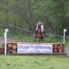 DSP Søborggårds Tippo*B-pony