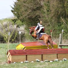 DSP Søborggårds Tippo*B-pony