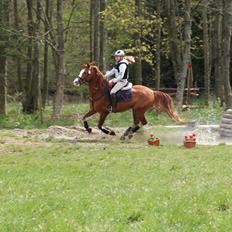 DSP Søborggårds Tippo*B-pony