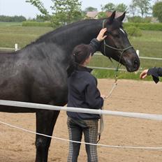 Oldenborg | Svalegaardens Indy