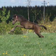 Fuldblod (XX) Bosun's Dream