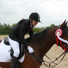 Welsh Cob (sec D) Lesto Dalton