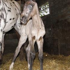 Knabstrupper Friis' Dexter