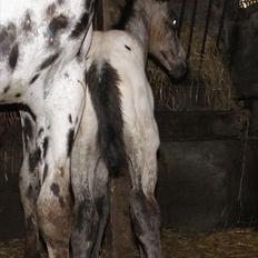 Knabstrupper Friis' Dexter