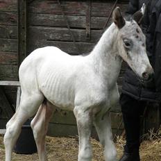 Knabstrupper Friis' Hecto Pascal af Skovbo