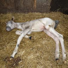 Knabstrupper Friis' Hecto Pascal af Skovbo