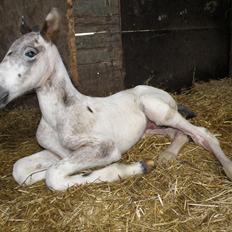 Knabstrupper Friis' Hecto Pascal af Skovbo
