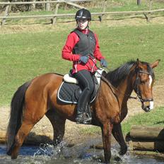 Arabisk fuldblod (OX) Emma OX