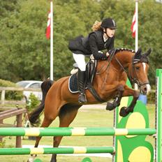 Arabisk fuldblod (OX) Emma OX