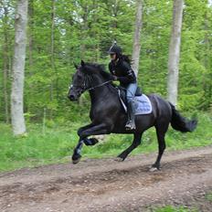 Anden særlig race Prinse'hesten Chopin - Mit eventyr! :*