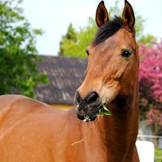 Dansk Varmblod Fiona