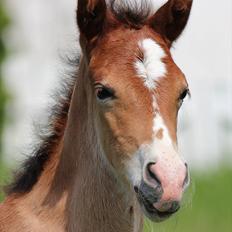 Welsh Cob (sec D) Tekens Zia 