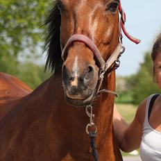 Hollandsk Sportspony Aurora Monique <3