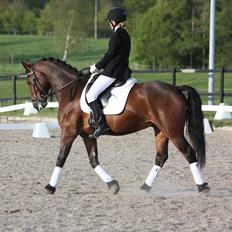 Welsh Cob (sec D) Lesto Dalton