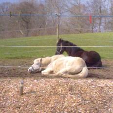 Anden særlig race Sussi