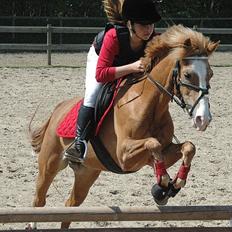 New Forest Super Mulle<3<3<3