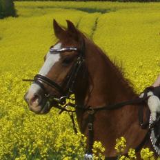 New Forest Snoepie (Lama)