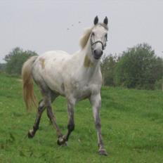 Dansk Varmblod Potano stenlykke