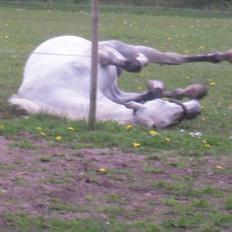 Dansk Varmblod Potano stenlykke
