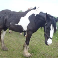 Irish Cob Isabella