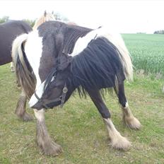 Irish Cob Isabella