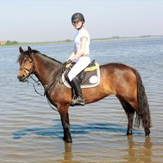 New Forest Glenwood Maple Hill