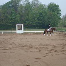 Dansk Varmblod Wolhøjgaards Palira