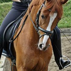 Tysk Sportspony Gee Gee 2 B-pony