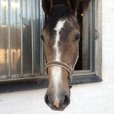Dansk Varmblod AMMENDRUP NYGÅRD'S FANCY