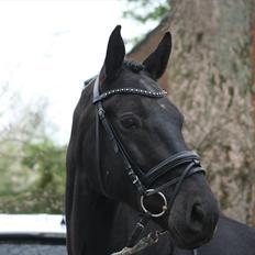 Oldenborg Bastian Af Regal
