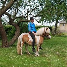 Anden særlig race Frida 