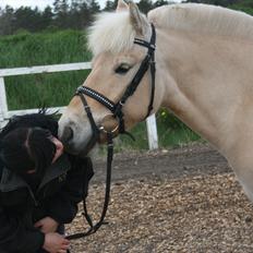 Fjordhest Odin Kaptain † R.I.P †