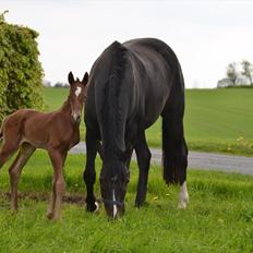 Dansk Varmblod Lykke Domello