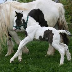 Irish Cob Krungerups Krøllede Konrad (tidl. hest)